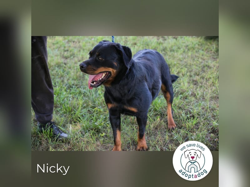 Nicky – starke Hündin sucht Partner fürs Leben