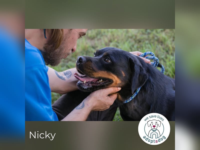 Nicky – starke Hündin sucht Partner fürs Leben