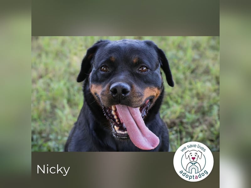 Nicky – starke Hündin sucht Partner fürs Leben