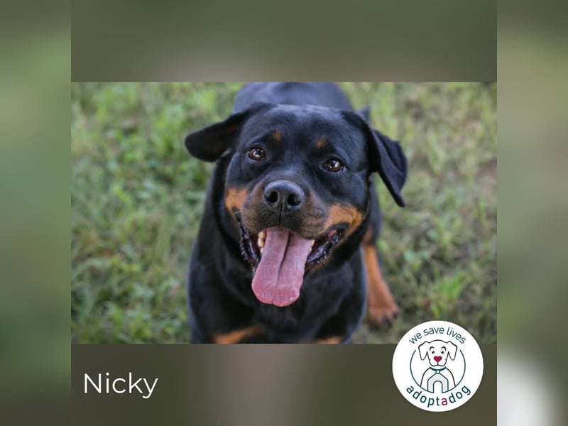 Nicky – starke Hündin sucht Partner fürs Leben