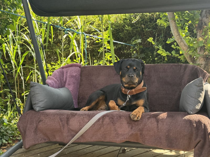 Rottweiler Hündin 1 Jahr alt