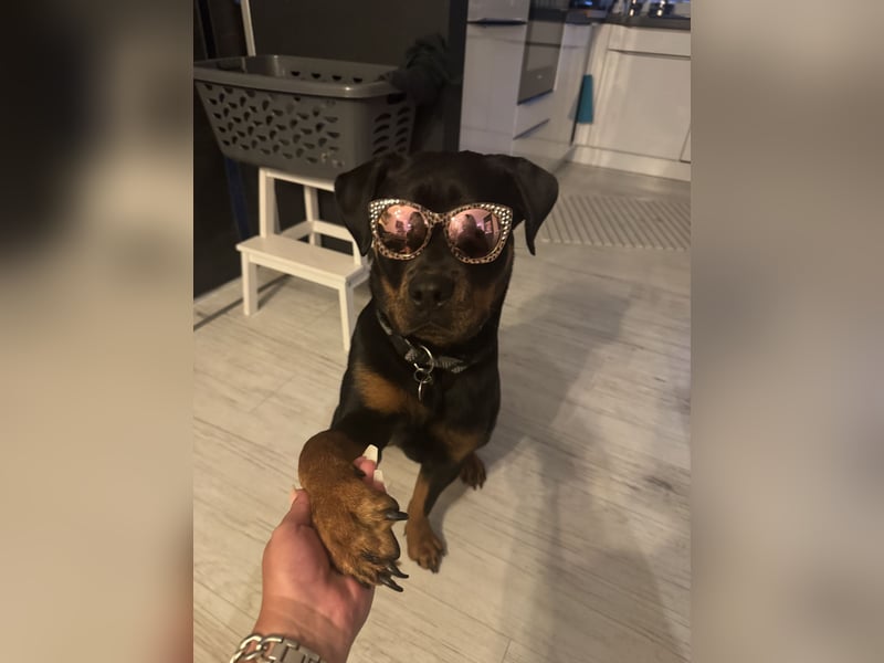 Rottweiler Hündin 1 Jahr alt
