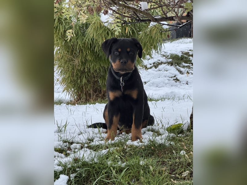 Rottweiler Hündin 1 Jahr alt