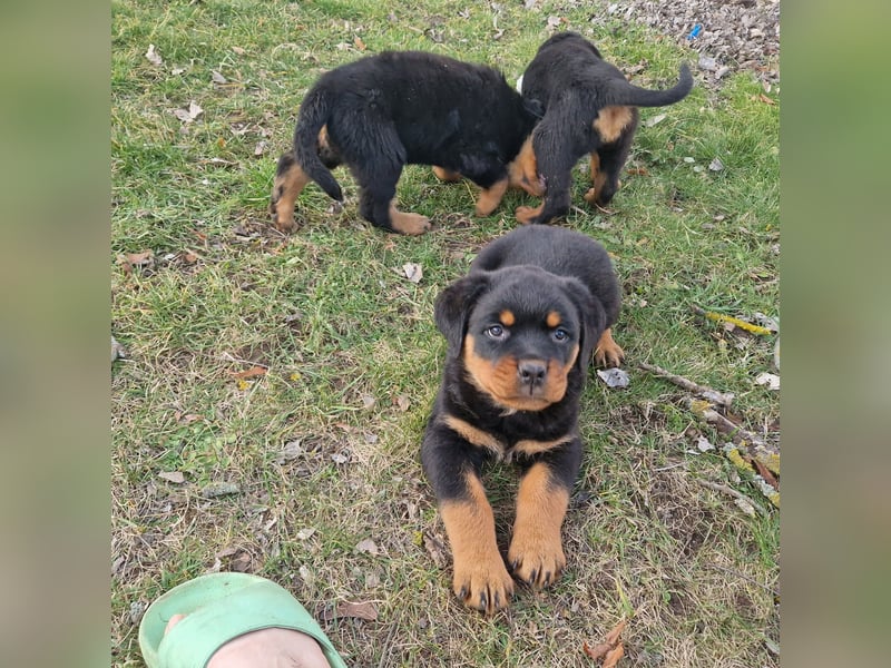 Rottweiler Welpen reinrassig mit Stammbaum