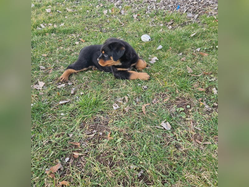 Rottweiler Welpen reinrassig mit Stammbaum