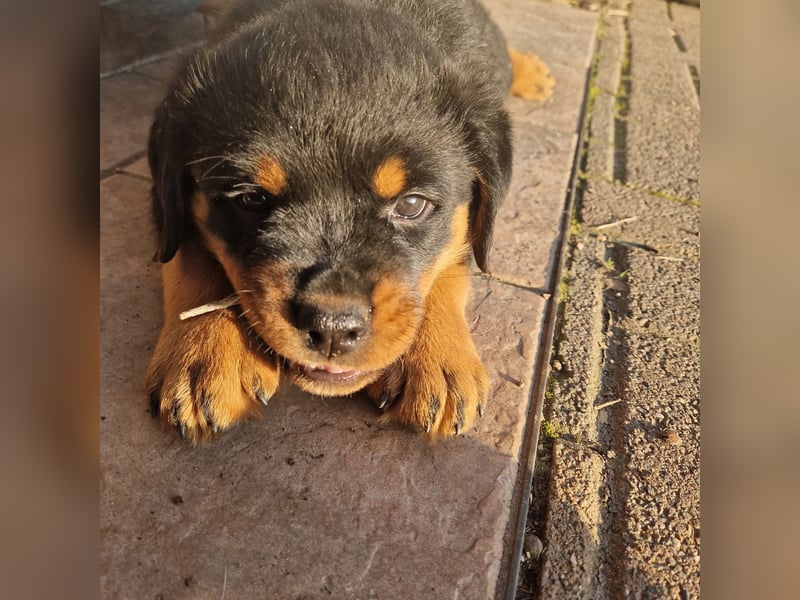 Rottweiler Welpen reinrassig mit Stammbaum