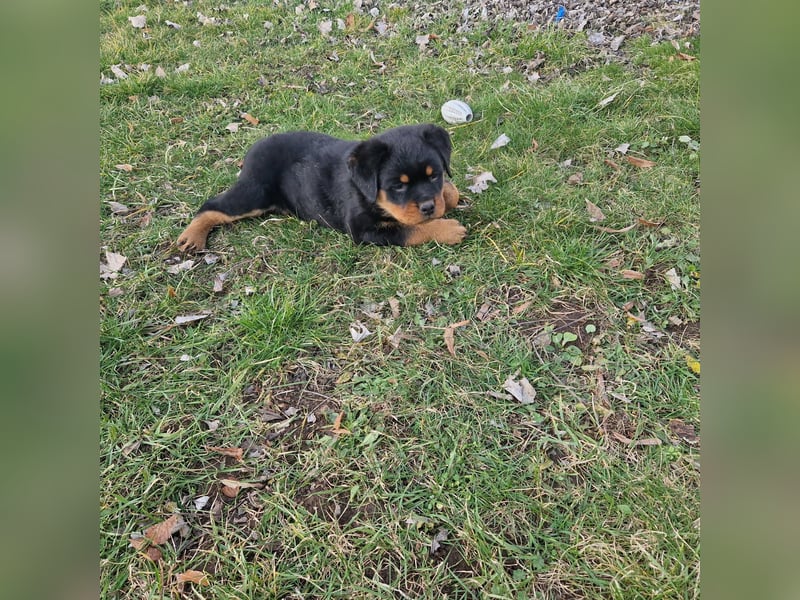 Rottweiler Welpen reinrassig mit Stammbaum