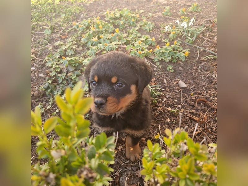 Rottweiler Welpen reinrassig mit Stammbaum