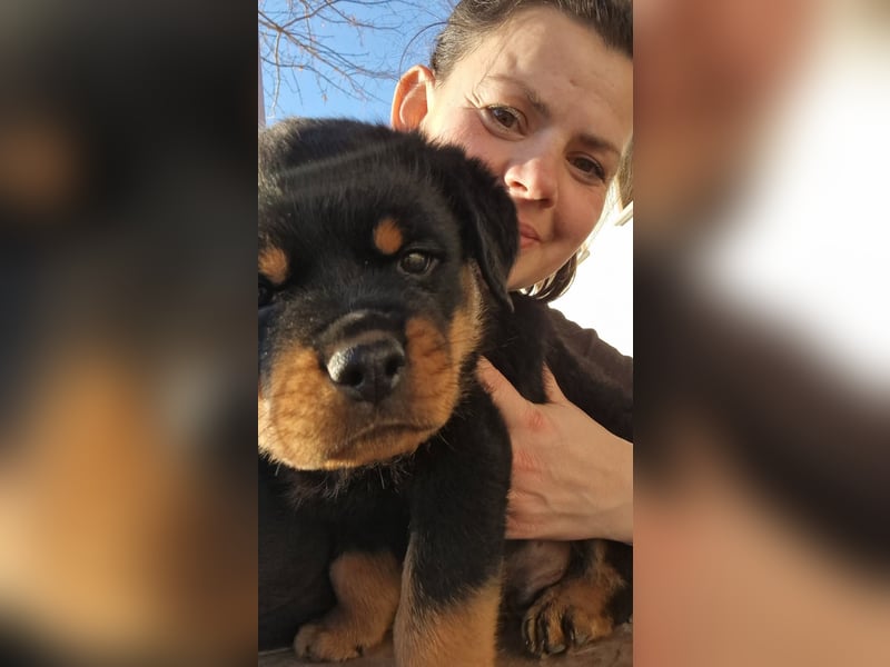 Rottweiler Welpen reinrassig mit Stammbaum