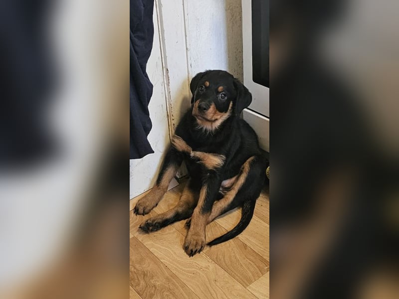 Schöne Rottweiler-Welpen