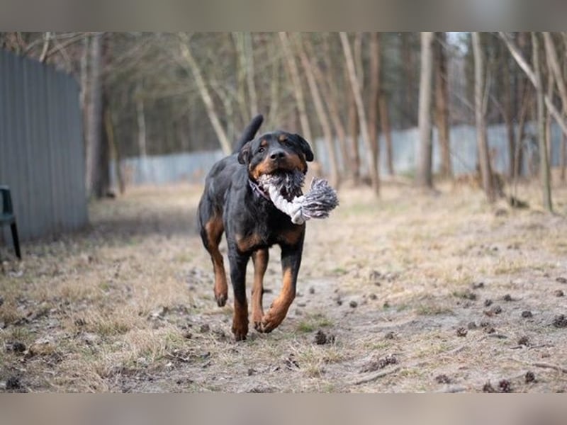 Martha, Rottweiler,geb. 2019, großes Rotti-Mädel sucht ihre Menschen
