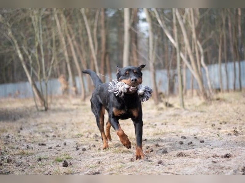 Martha, Rottweiler,geb. 2019, großes Rotti-Mädel sucht ihre Menschen