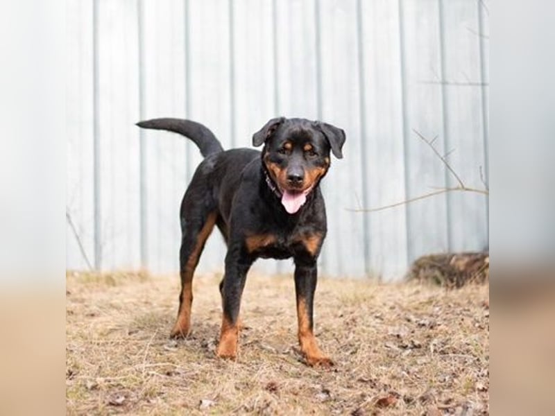 Martha, Rottweiler,geb. 2019, großes Rotti-Mädel sucht ihre Menschen