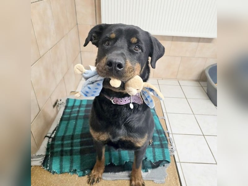 Martha, Rottweiler,geb. 2019, großes Rotti-Mädel sucht ihre Menschen