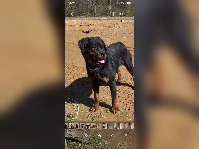 Rottweiler