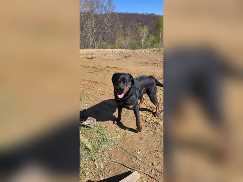 Rottweiler