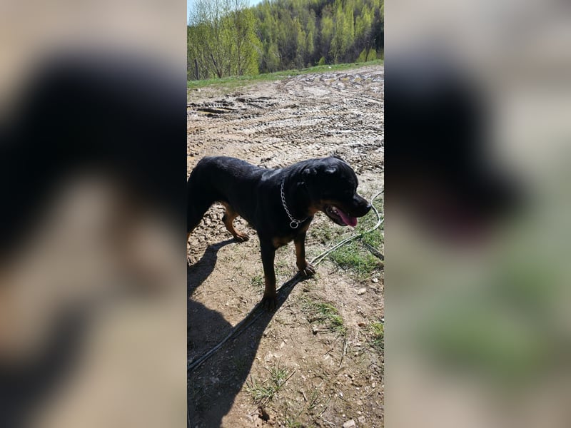 Rottweiler