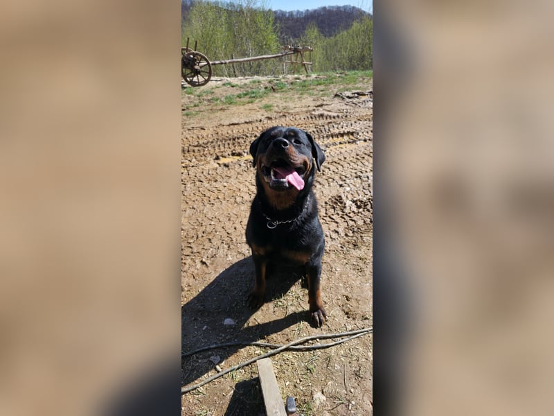Rottweiler