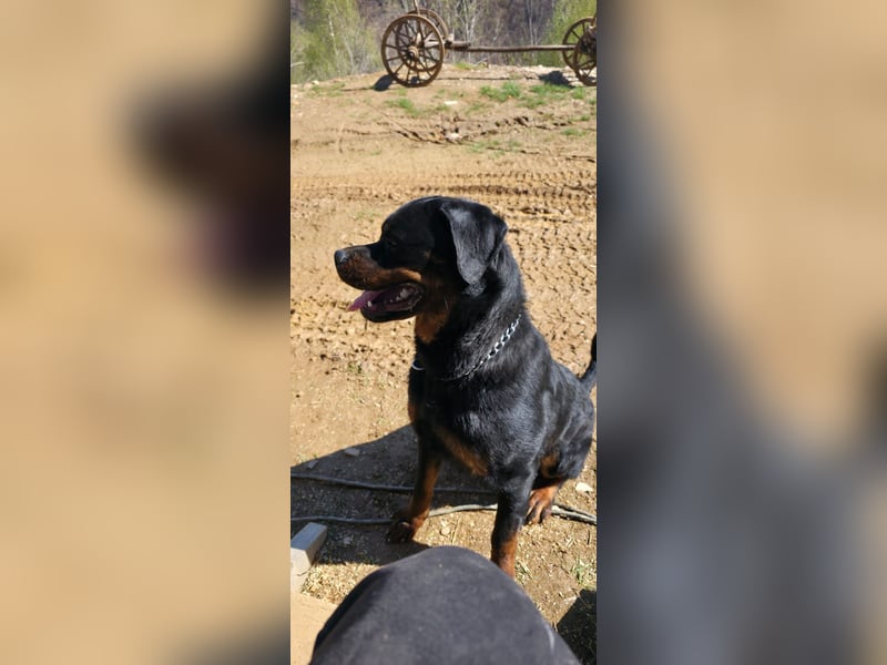 Rottweiler