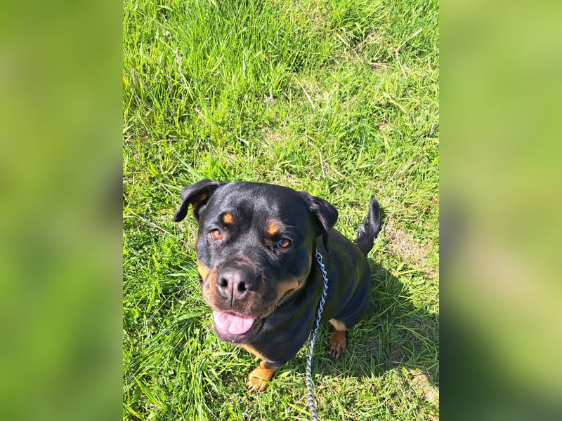 Rottweilerhüdin sucht Rasseerfahrenes neues Zuhause
