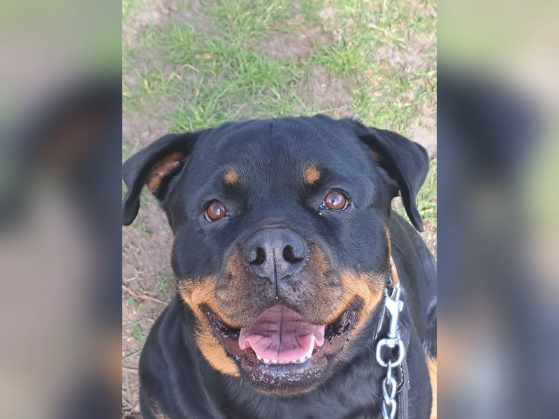 Rottweilerhündin sucht Rasseerfahrenes neues Zuhause
