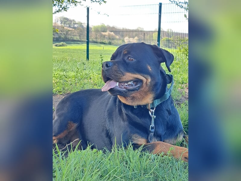 Rottweilerhündin sucht Rasseerfahrenes neues Zuhause