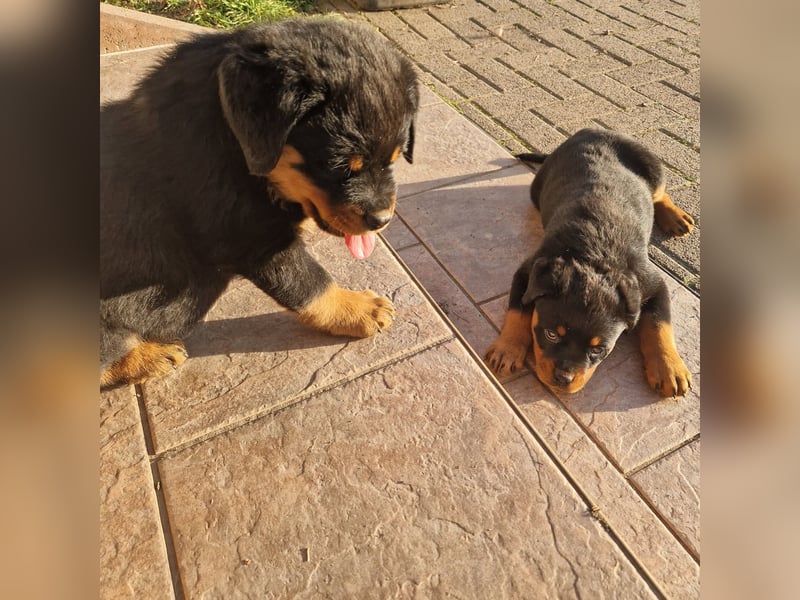 Rottweiler Welpen reinrassig mit Stammbaum