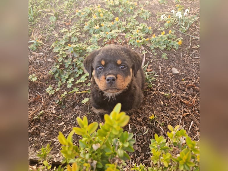 Rottweiler Welpen reinrassig mit Stammbaum