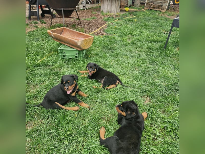 Rottweiler Welpen reinrassig mit Stammbaum