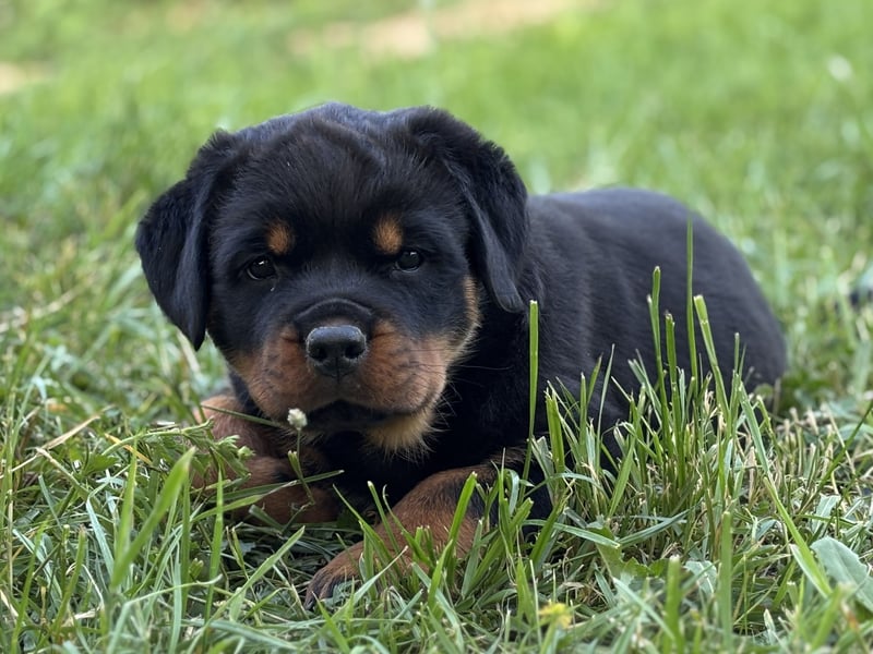 ADRK Rottweiler Welpen