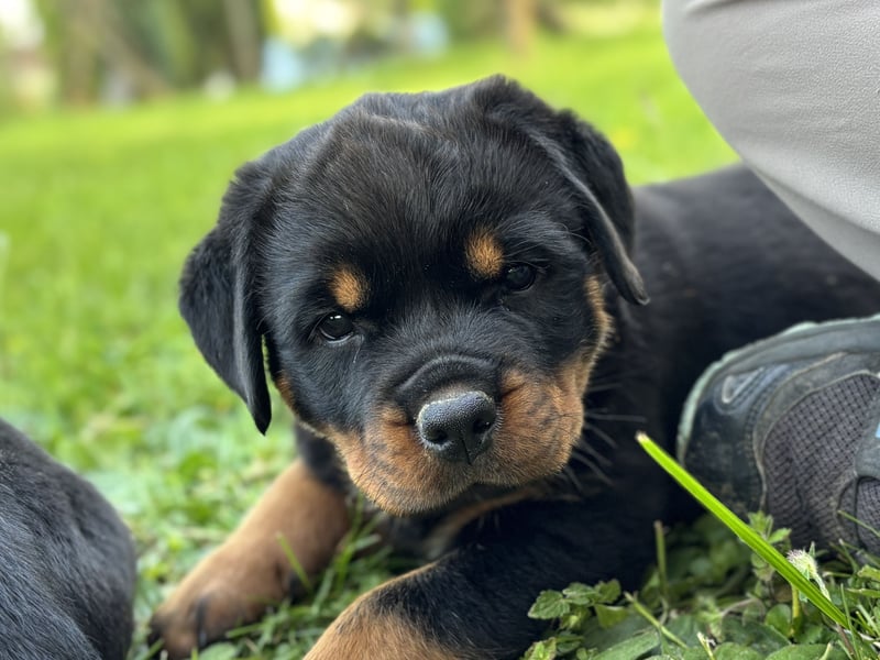 ADRK Rottweiler Welpen