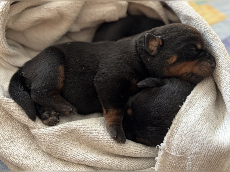 ADRK Rottweiler Welpen