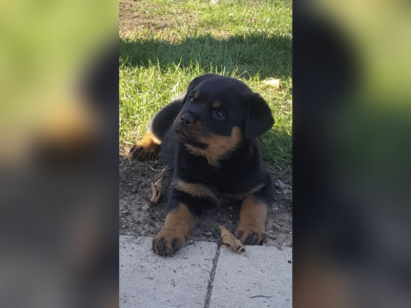 ADRK Rottweiler Welpen