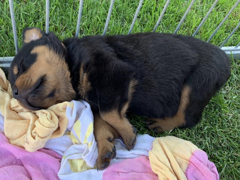 ADRK Rottweiler Welpen