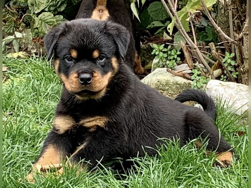 ADRK Rottweiler Welpen
