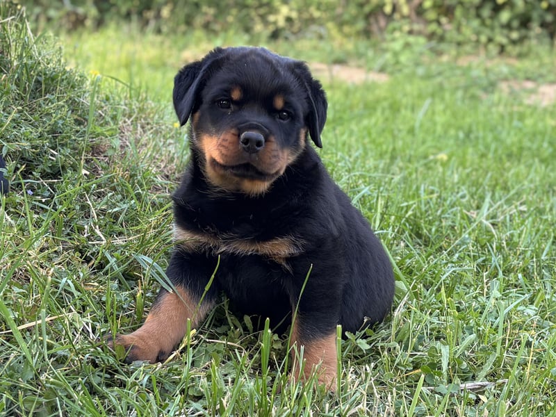 ADRK Rottweiler Welpen