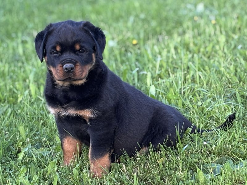 ADRK Rottweiler Welpen