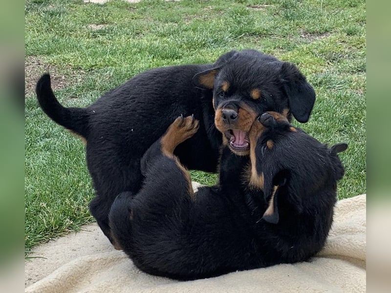 ADRK Rottweiler Welpen