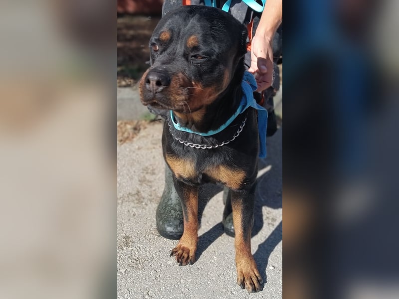 Rottweiler Hündin Pablita sucht ein Zuhause