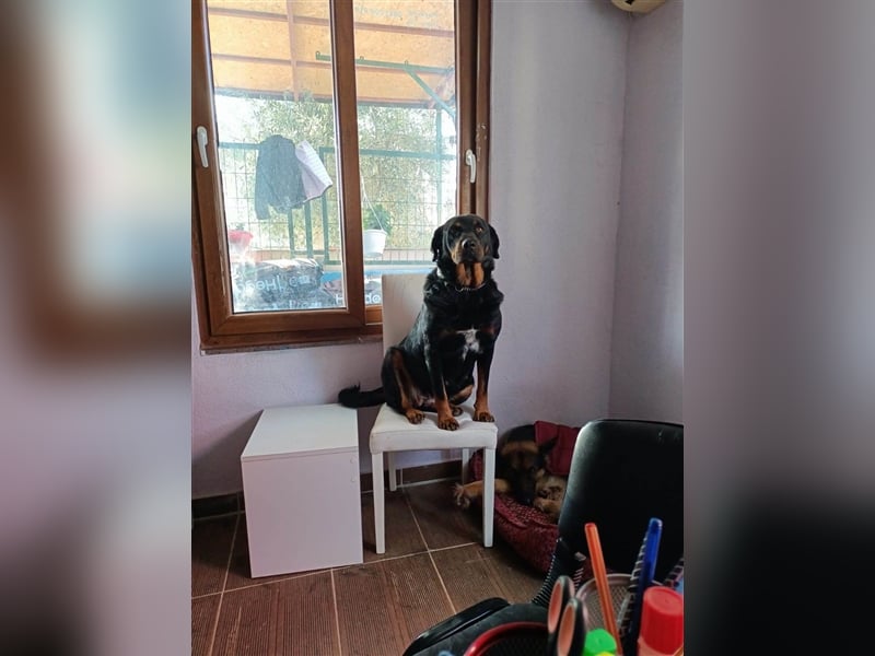 Hera sucht ein Zuhause oder Pflegestelle