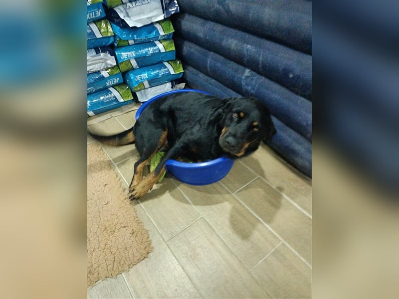 Hera sucht ein Zuhause oder Pflegestelle
