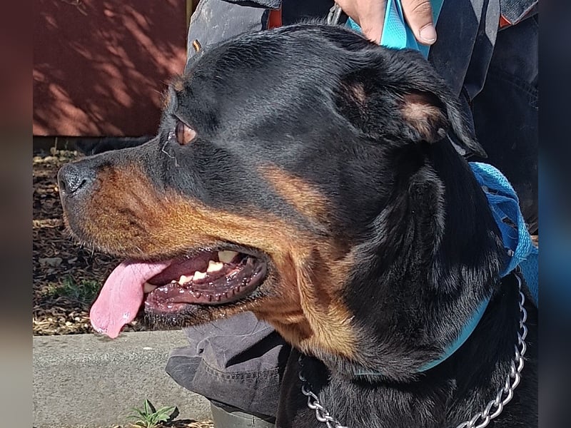 Rottweiler Hündin Pablita sucht ein Zuhause