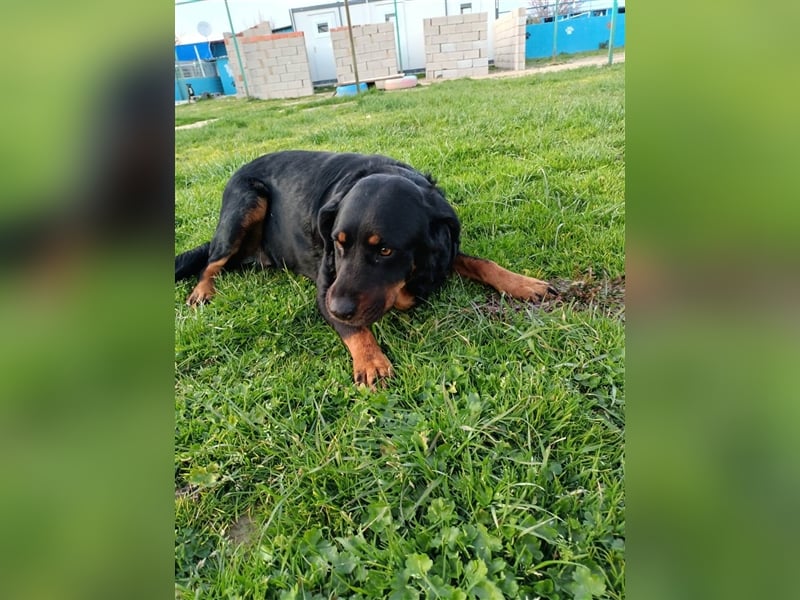 Hera sucht ein Zuhause oder Pflegestelle