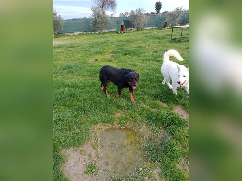 Hera sucht ein Zuhause oder Pflegestelle