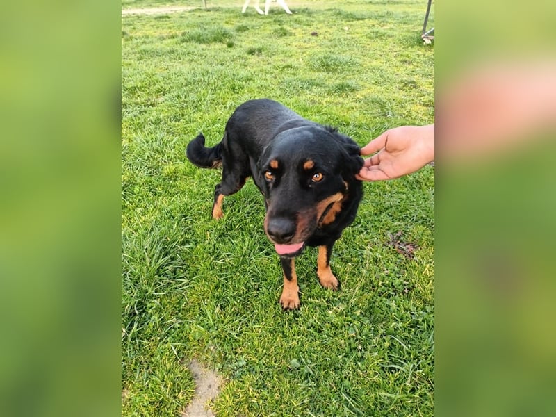 Hera sucht ein Zuhause oder Pflegestelle