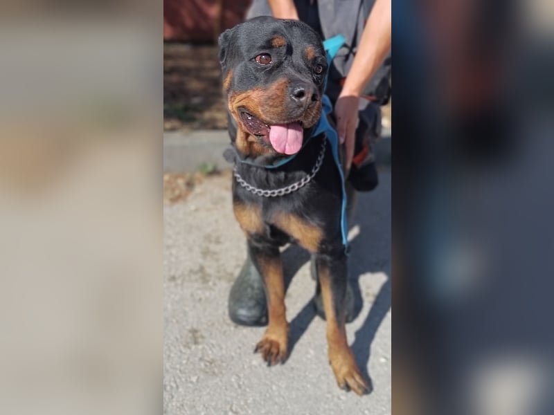 Rottweiler Hündin Pablita sucht ein Zuhause