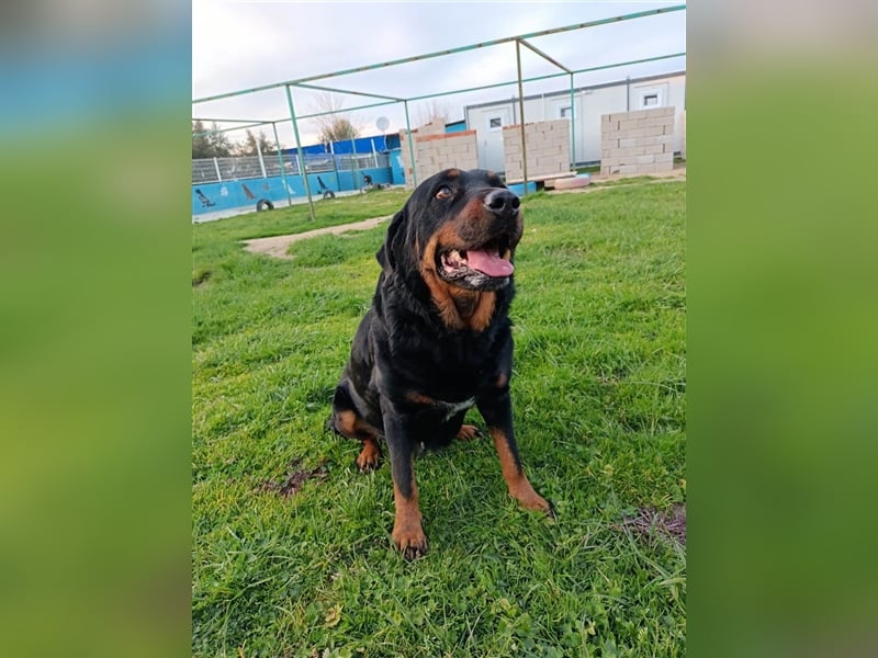 Hera sucht ein Zuhause oder Pflegestelle