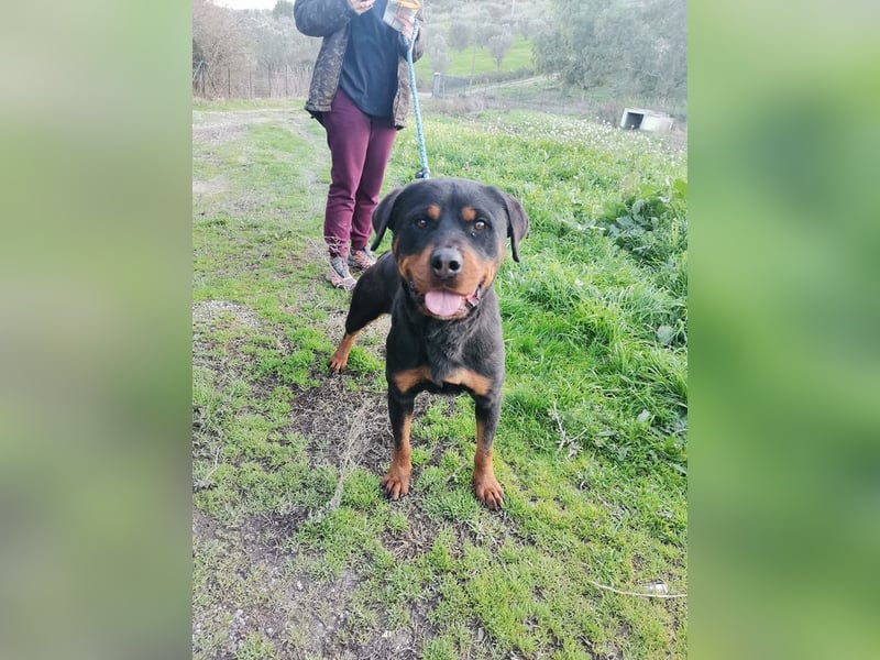 Bagheera – als Solistin ein kleines Hundewunder