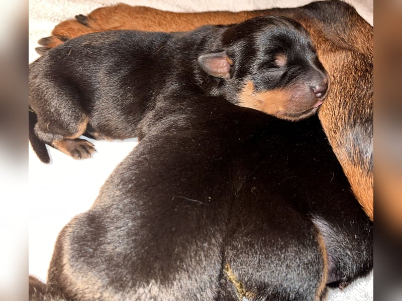 Rottweilerwelpen