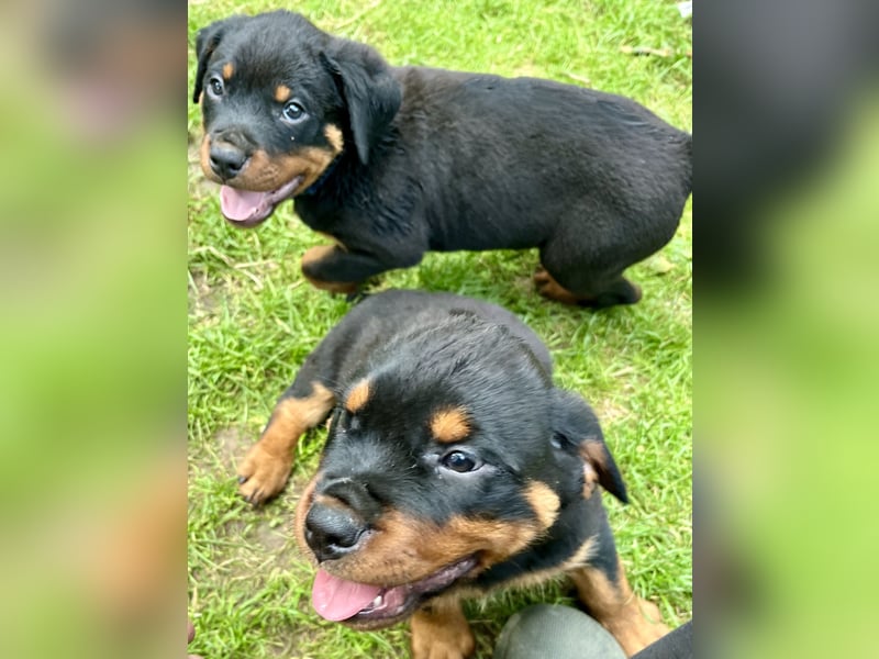 Rottweilerwelpen